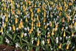 Tulip Kaufmannia Giuseppe Verdi and crocus Jeanne D’Arc grown in the park. Spring time in Netherlands.  