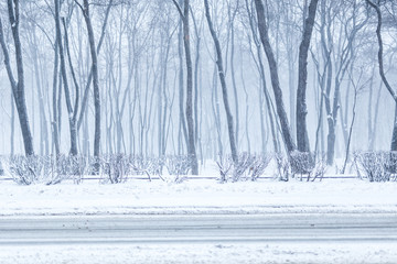 City park in winter. Town recreation area during snowfall. Winter weather forecast. Heavy snowstorm and blizzard