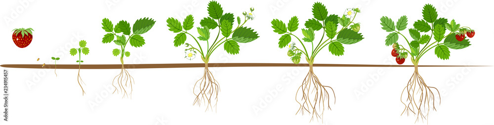 Life cycle of strawberry. Plant growth stage from seed to strawberry ...