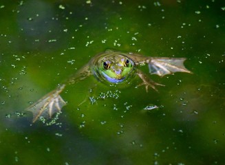 Frog swimming