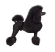 Standard black poodle