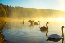 Nature, Desktop Background, Board Background, Fog, Sun, Swans, White, Lake, Green, Water, Autumn, Trees