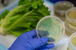 E coli contamination in romaine lettuce