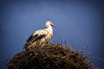 der storch