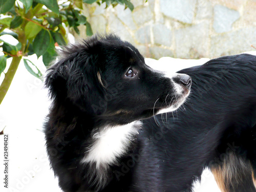 Chiot Berger Australien Animal De Compagnie Chien Buy