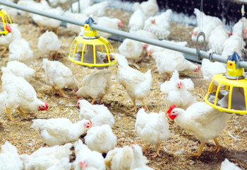 Wall Mural - Indoors chicken farm, chicken feeding