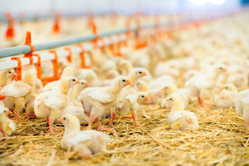 Indoors chicken farm, chicken feeding