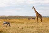 Fototapeta Sawanna - Masai or Kilimanjaro Giraffe,  giraffa camelopardalis tippelskirchii, with common zebra, Equus quagga, in hilly savannah landscape