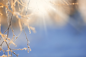 Frost covered birch tree (Betula pendula) branches in winter landscape backlight by the low angle sun. Selective focus and shallow depth of field.