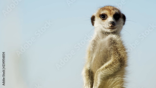 Fotomural meerkat on guard // Alert suricate or meerkat (Suricata suricatta) on the lookou