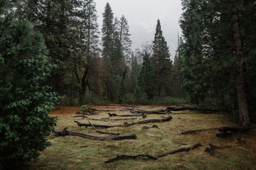 Poster - grassy patch in the forest