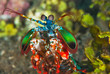 Macro underwater photo of a colorful mantis shrimp in Australia