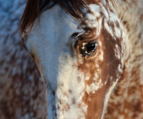 Canvas Print - Portrait of rare mixed breed of Spanish and Appaloosa horse.