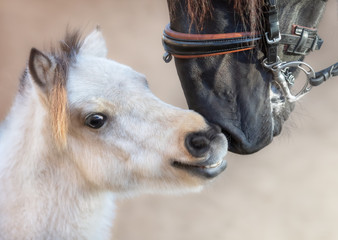 Poster - Close up portrait big Andalusian horse and American miniature horse.