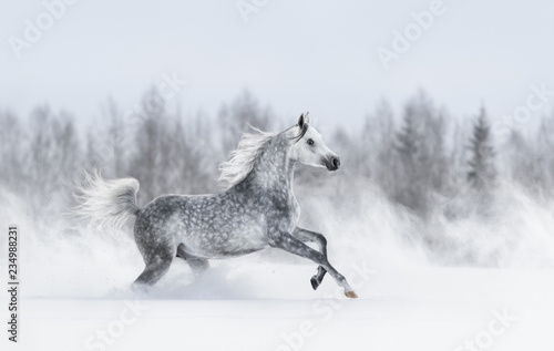 purebred-grey-arabian-horse-galloping-during-blizzard