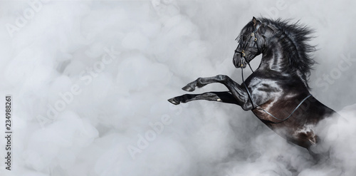 Black Spanish horse rearing in smoke. Wallpaper Mural