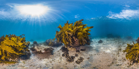 360 of kelp and sand