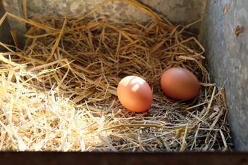 Two Egg in a nest