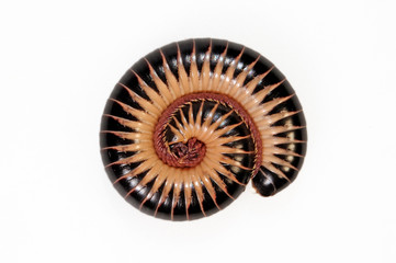 Florida-Tausendfüßer (Chicobolus spinigerus) - ivory millipede