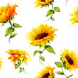 Seamless pattern of sunflowers on white. Hand drawn. Watercolor. Vector - stock