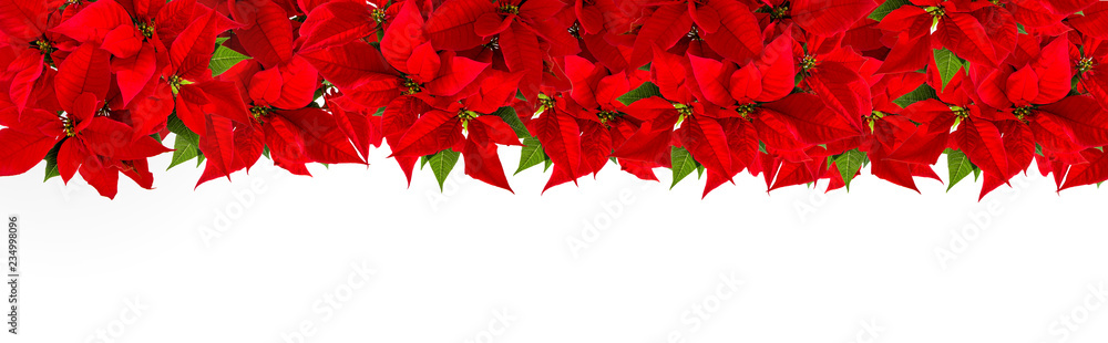 Poinsettia border Christmas red flower - obrazy, fototapety, plakaty 