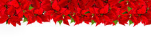 Poinsettia Border Christmas Red Flower