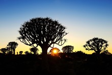 Quiver Tree Forest, Silhouettes At Sunset, Keetmanshoop, Namibia, Africa