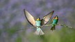 © imageBROKER - Bee-eaters (Merops apiaster), two birds on a branch, one bird landing with spreaded wings, Burgenland, Austria, Europe