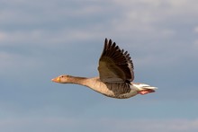 Greylag Goose (Anser Anser) In Flight In Front Of The Sky, Vorarlberg, Austria, Europe