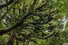 Trees Covered With Dense Moss In Rainforest, Egmont National Park, Taranaki, North Island, New Zealand, Oceania