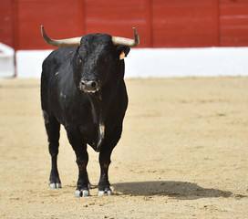 toro español