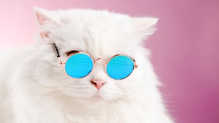 Sticker - Close portrait of white furry cat in fashion sunglasses. Studio footage. Luxurious domestic kitty in glasses poses on pink background wall. 4k