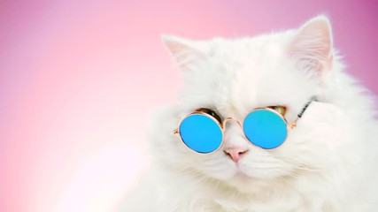 Wall Mural - Portrait of highland straight fluffy cat with long hair and round sunglasses. Fashion, style, cool animal concept. Studio footage. White pussycat on pink background. 4k