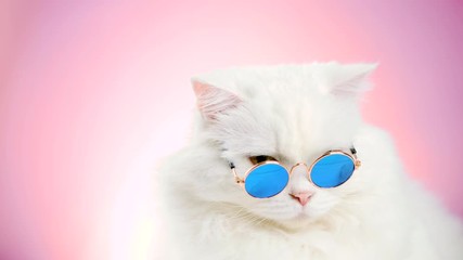 Wall Mural - Close portrait of white furry soigne cat in fashion sunglasses. Studio footage. Luxurious domestic kitty in glasses poses on pink background wall. 4k