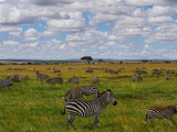 Fototapeta Sawanna - Troupeau de zebres