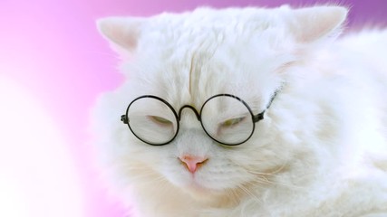 Wall Mural - Domestic soigne scientist cat poses on pink background wall. Close portrait of white fluffy kitten in transparent round glasses. Education, science, knowledge concept.