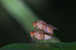 fruit flies mating on green leaf