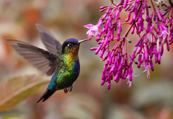 Sticker - Fiery-throated Hummingbird in Costa Rica 