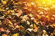© Travis - Raking leaves in the autumn fall weather.