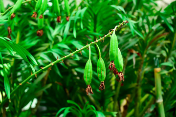 Sticker - Pods of orchids that have been seeded after being pollinated.