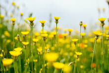 A Lot Of Yellow Flowers Grow On The Green Field