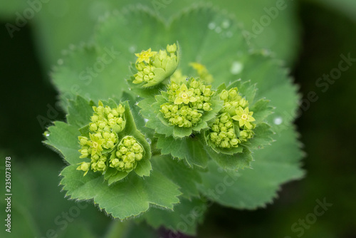 Cuadros en Lienzo Alchemilla mollis - perennial herbaceous creeping plant, natural lighting with raindrops, close-up