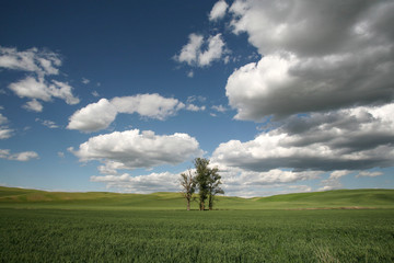 Wall Mural - tree in the field