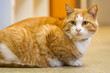 big pensive ginger cat