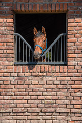 Wall Mural - Horse with his head out of a brick barn windows