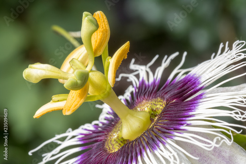 Fleur Du Fruit De La Passion Buy This Stock Photo And