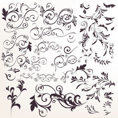 Wall Mural - big collection of vector calligraphic flourishes for design