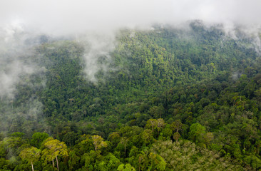 Wall Mural - Low clouds and fog forming above mountainous tropical rainforest