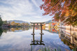 Beautiful red maple leaves and Japanese torii at lake kinrinko, oita, Japan, in autumn sunny day, blue sky, close up, copy space