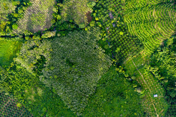 Wall Mural - Top down aerial view of deforestation removing rainforest for palm oil plantations